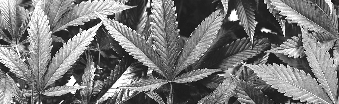 types of cannabis