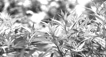 What is THCa?  