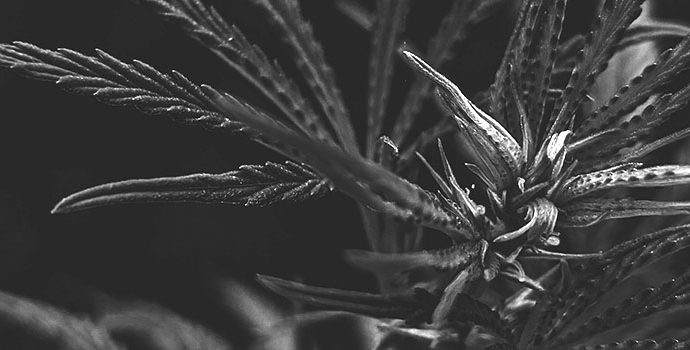 What is THC-O What is THC-O