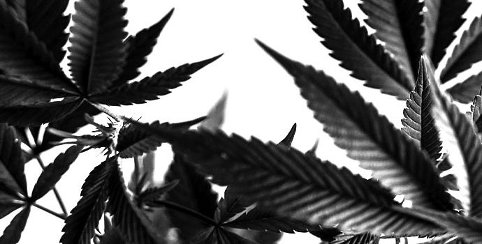 HHC vs THC HHC vs THC