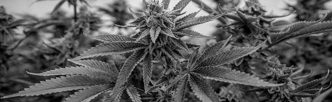 Delta 8- The New Legal Cannabis