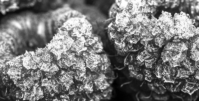 Edibles for Beginners- The Best Strains to Try Edibles for Beginners- The Best Strains to Try
