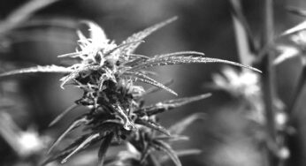 The Beginner’s Guide to Understanding THC-B and Its Effects