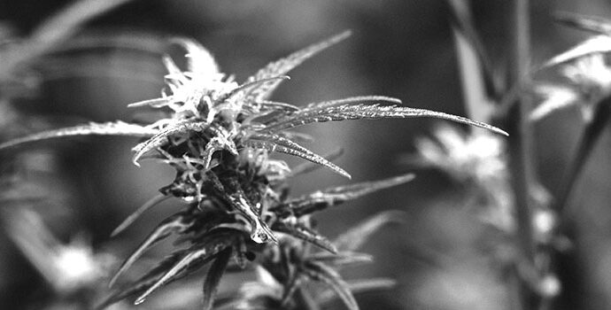 The Beginner's Guide to Understanding THC-B and Its Effects