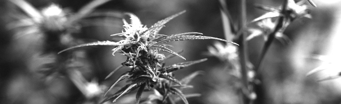 The Beginner's Guide to Understanding THC-B and Its Effects