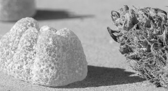 Review of the Best Delta 10 Gummies to Buy Online in 2023