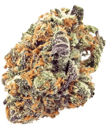Purple Mimosa